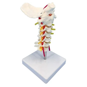 Модель шейного отдела позвоночника с нервами, анатомическая модель шейного отдела позвоночника в натуральную величину, спинномозговые нервы, анатомическая модель с подставкой
