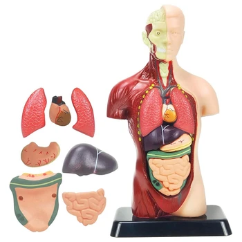 Модель человеческого тела для детей, многоцветная анатомическая модель человеческого туловища, игрушки, 8 шт, Съемная анатомическая кукла с сердцем и органами