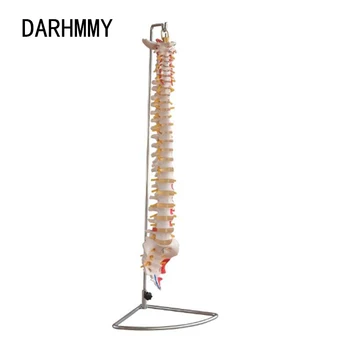 DARHMMY 80-сантиметровая модель позвоночника человека Позвоночный столб с нарисованными мышцами